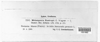 Melampsora rostrupii image